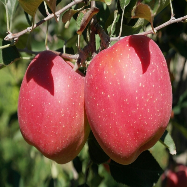 강릉몰,선물용사과 부사 5kg 19과