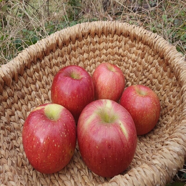 강릉몰,선물용사과 부사 5kg 19과