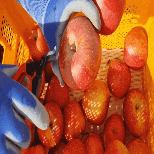 강릉몰,선물용사과 부사 5kg 19과