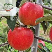 선물용사과 부사 5kg 17과