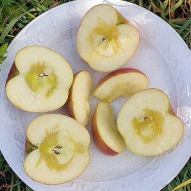 강릉몰,선물용사과 부사 5kg 17과